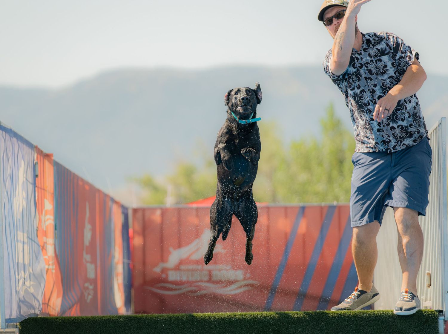 A black dog leaps high to catch a frisbee thrown by a man in a floral shirt at an outdoor disc dog competition.