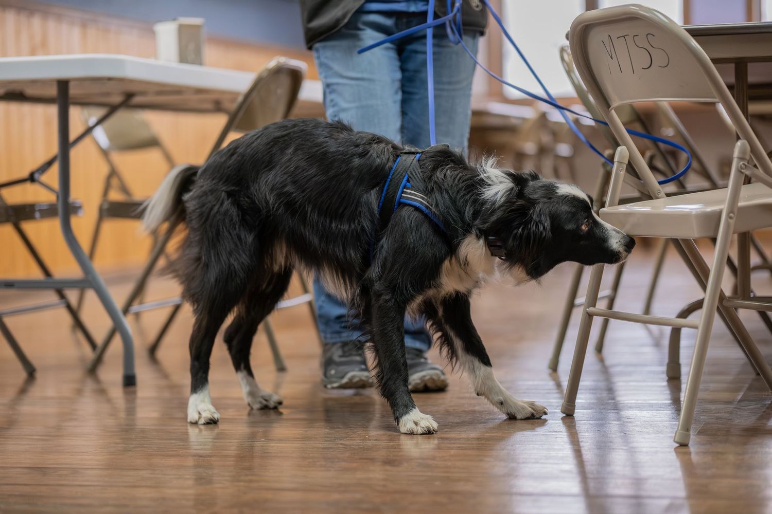 Black and white Border Collie on blue leash sniffing folding chairs on wooden floor indoors.