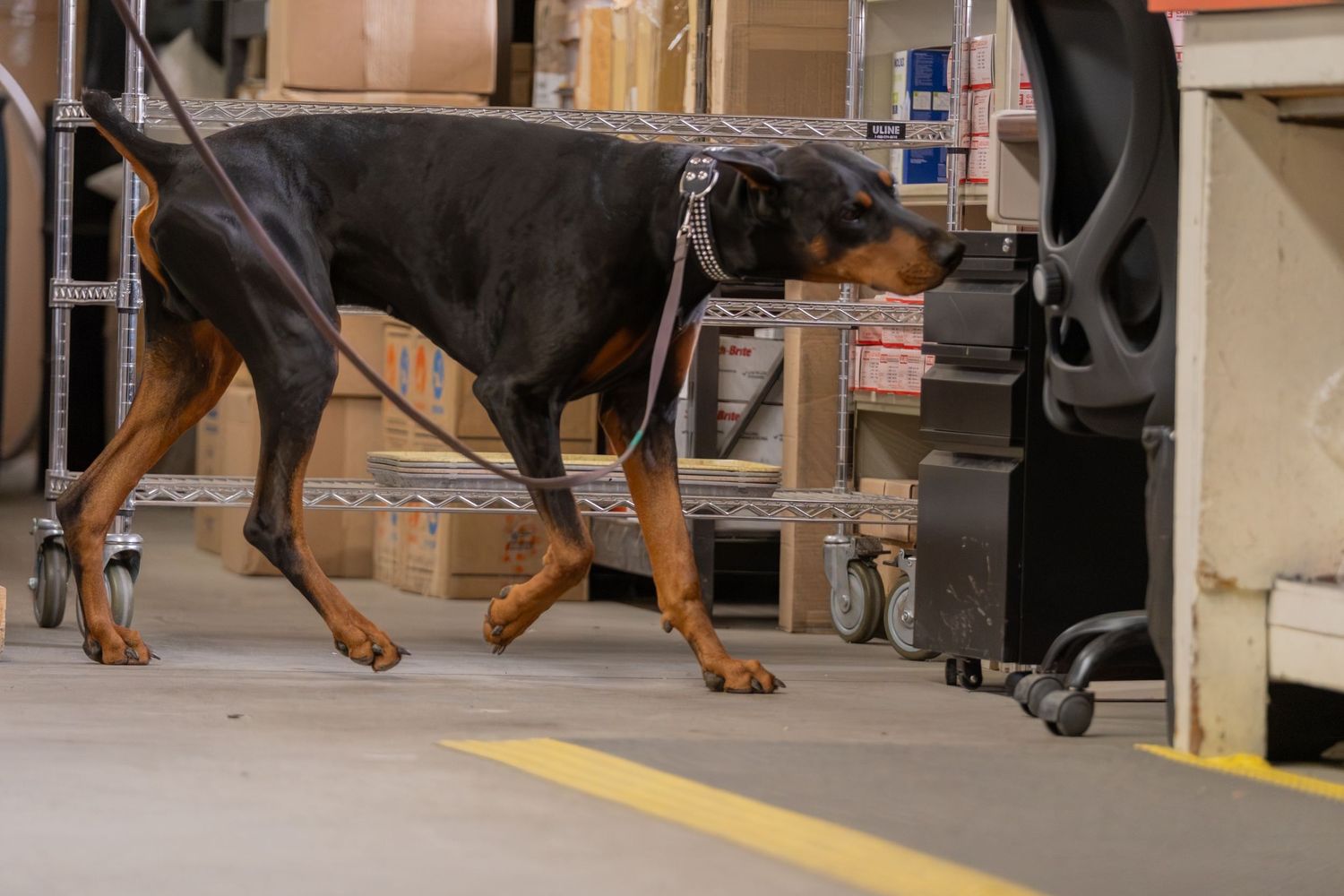 A Doberman Pinscher on a leash sniffs the floor of a warehouse storage area with shelves and boxes.