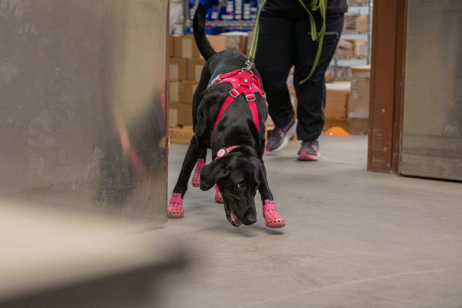Black dog wearing pink harness and booties sniffing ground inside a building.