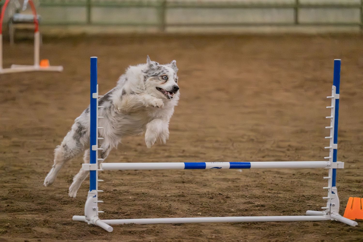 A fluffy white and gray Australian Shepherd leaps over a blue and white agility jump hurdle on a dirt arena.