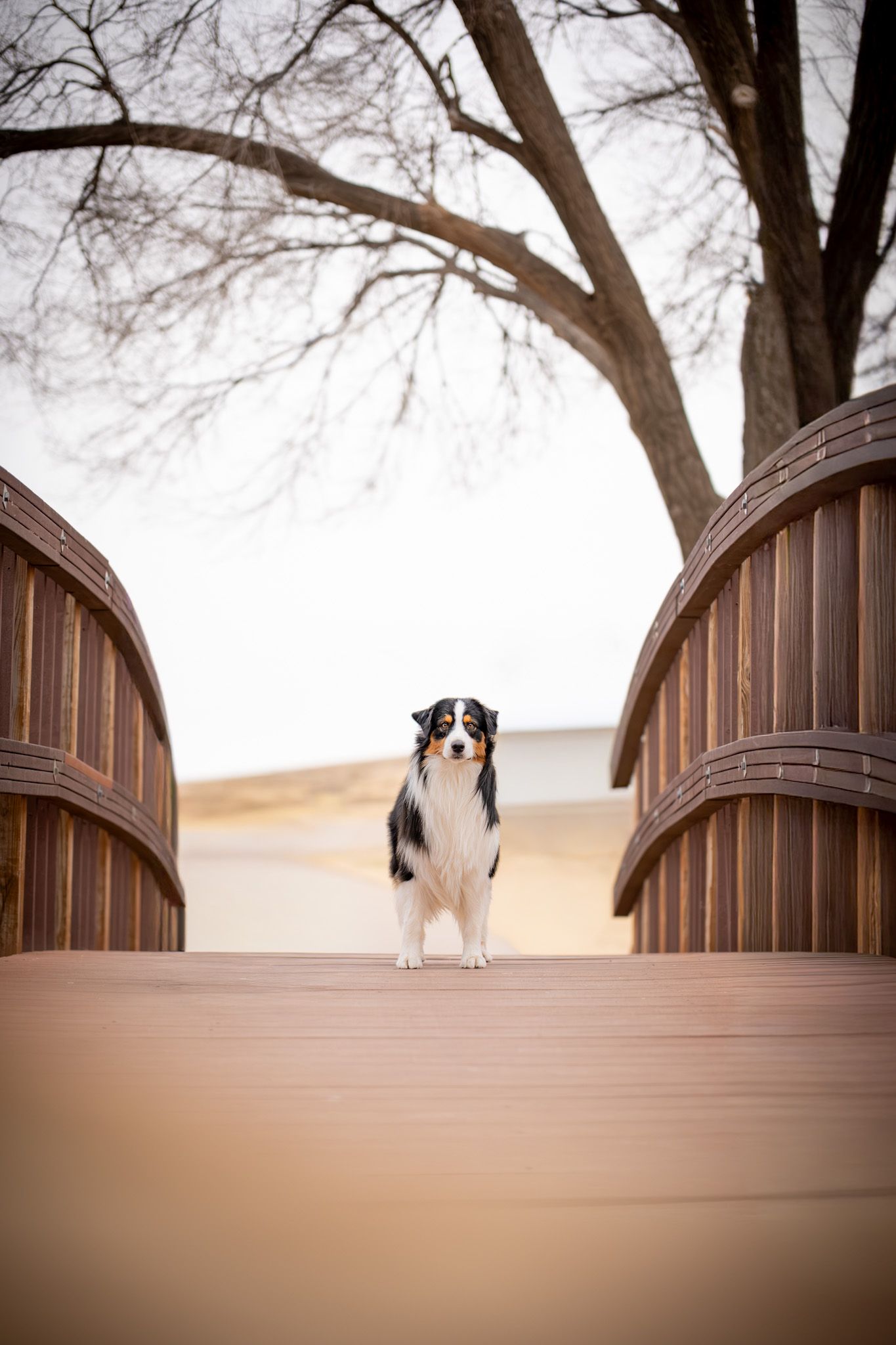 A tri-color Australian Shepherd dog stands on a wooden arched bridge with a bare tree and sandy landscape in the background.