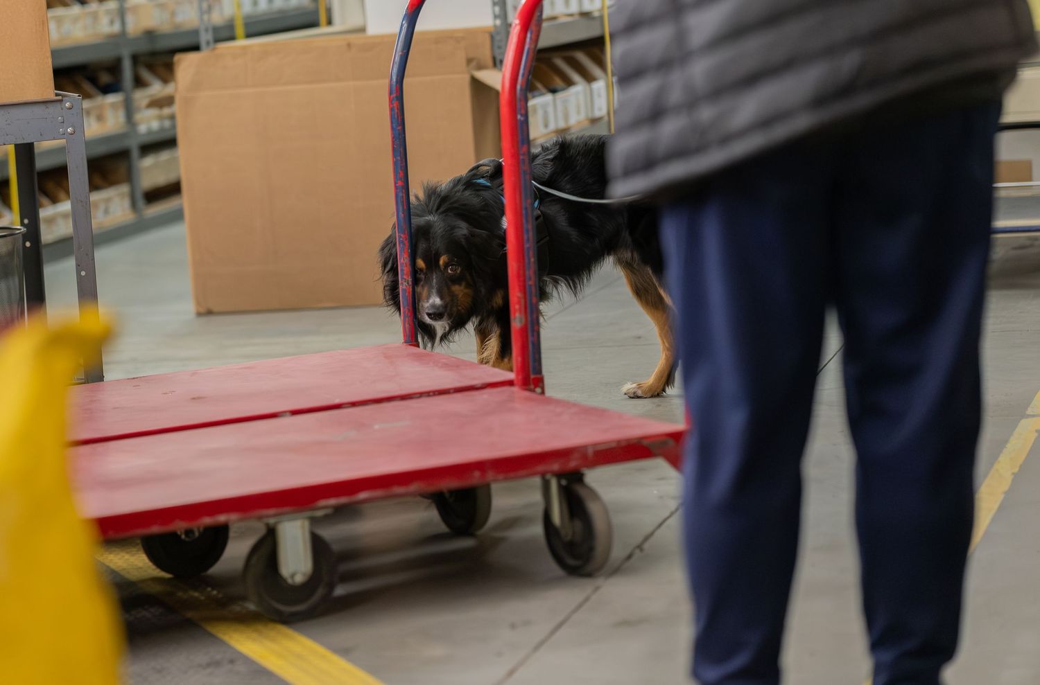 A dog standing on a red flatbed cart in a warehouse while a person in blue pants stands nearby.