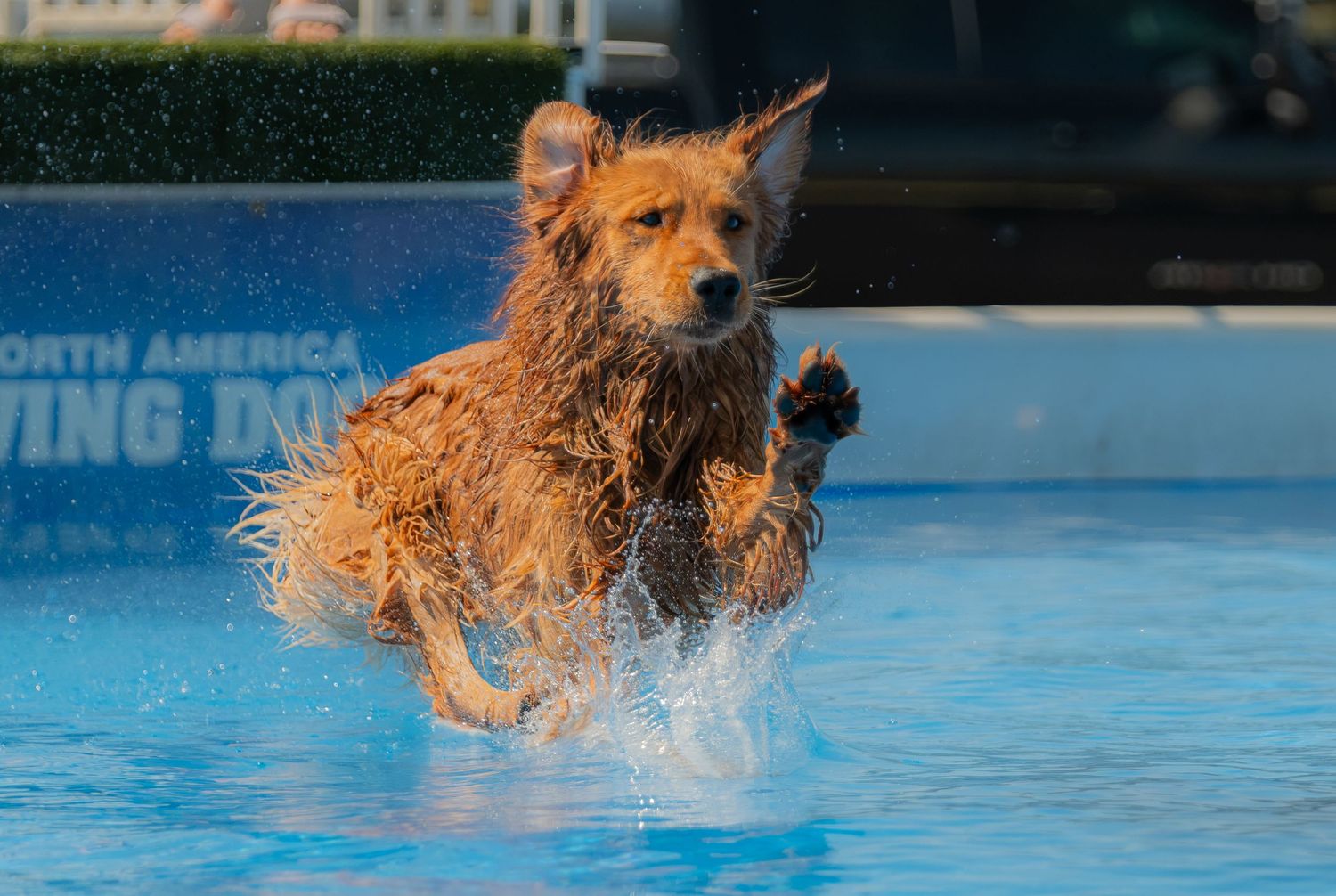 Wet golden retriever dog leaping through a blue swimming pool, splashing water at a North America Diving dog event.