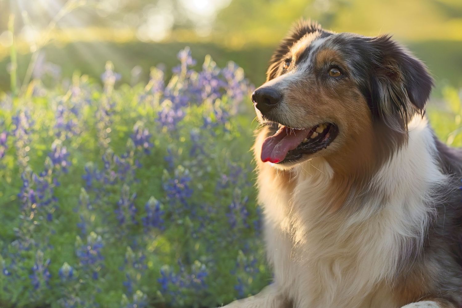 An Australian Shepherd sits in a field of purple wildflowers during golden hour.