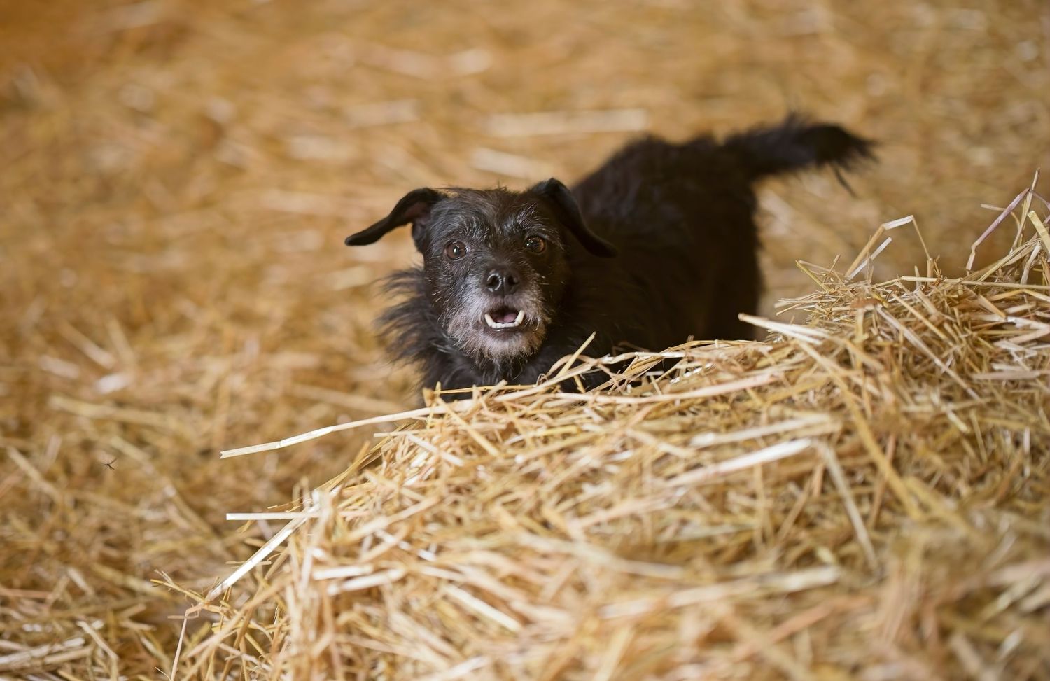 Close-up view of a black dog's nose sniffing through fresh straw bedding in a barn setting.