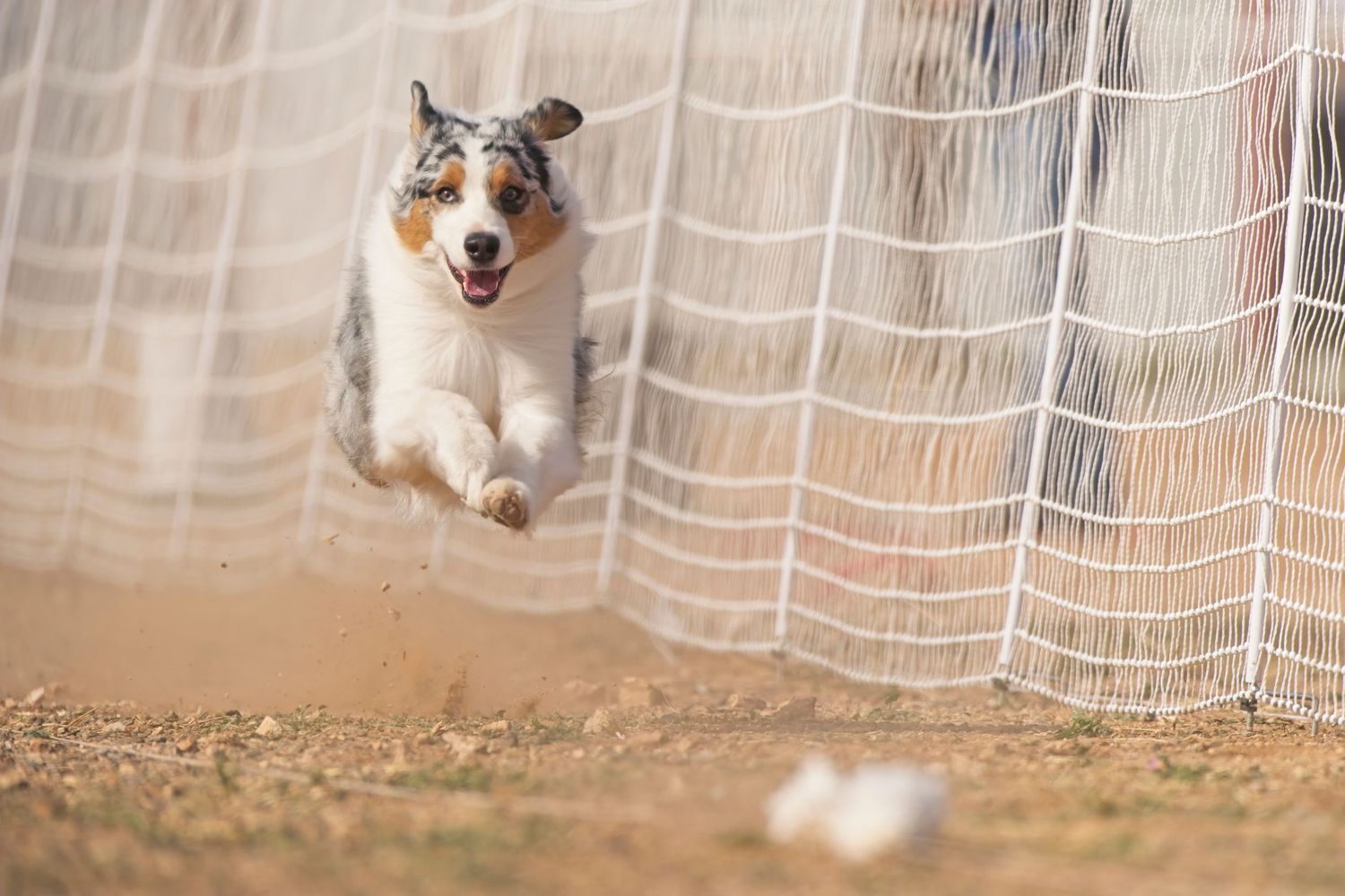 An Australian Shepherd dog runs and plays in sequence through a backyard with a white fence.