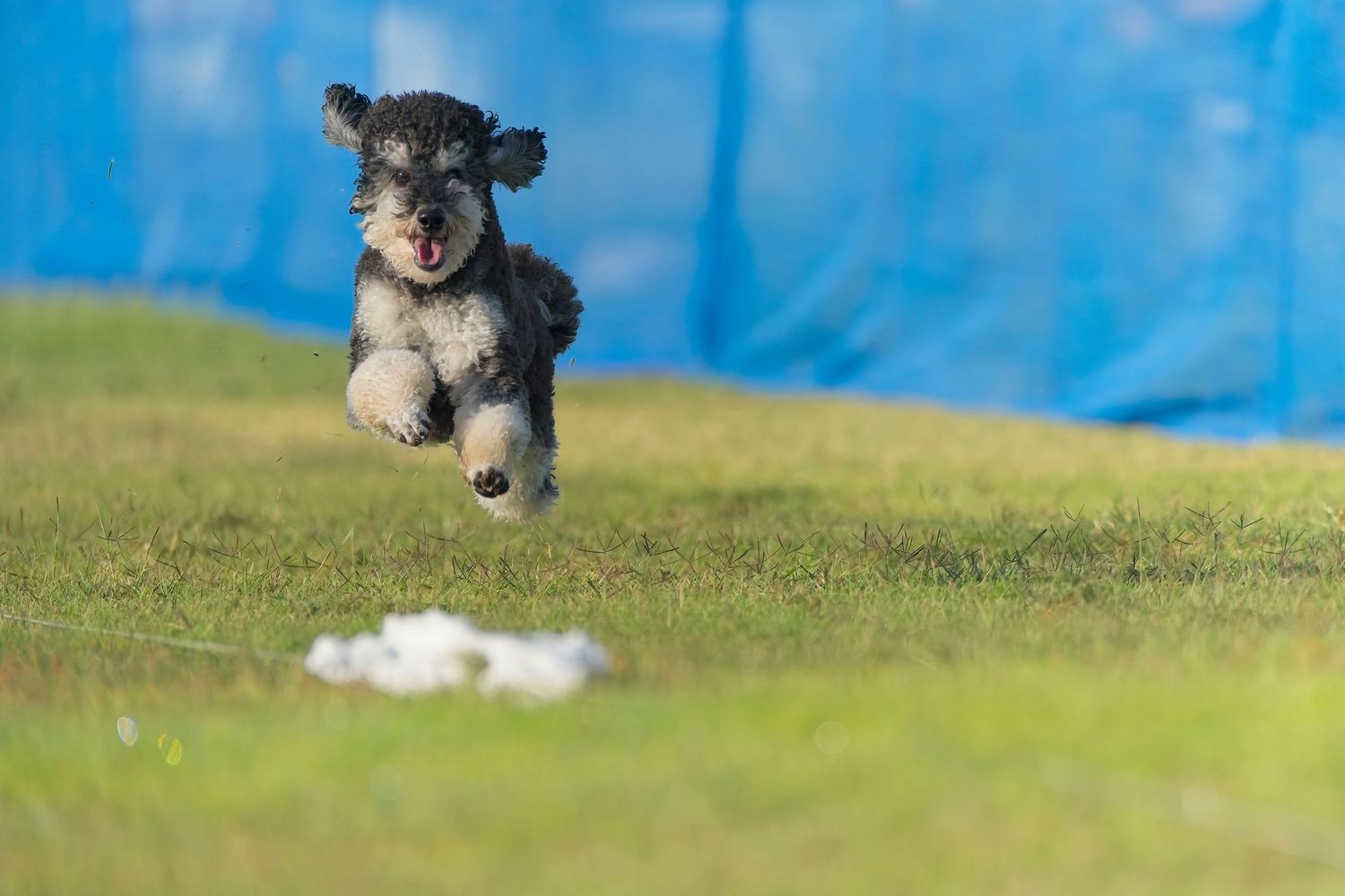 A small black and white dog runs playfully across a grassy field with a bright blue background.