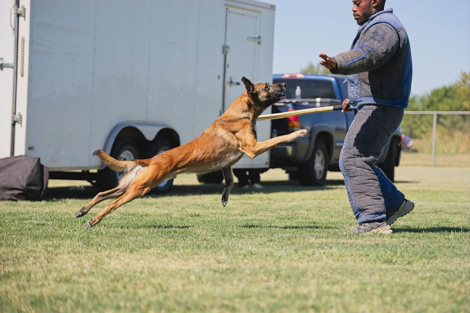 A group of dogs and handlers participate in a competitive dock diving event at an outdoor venue.