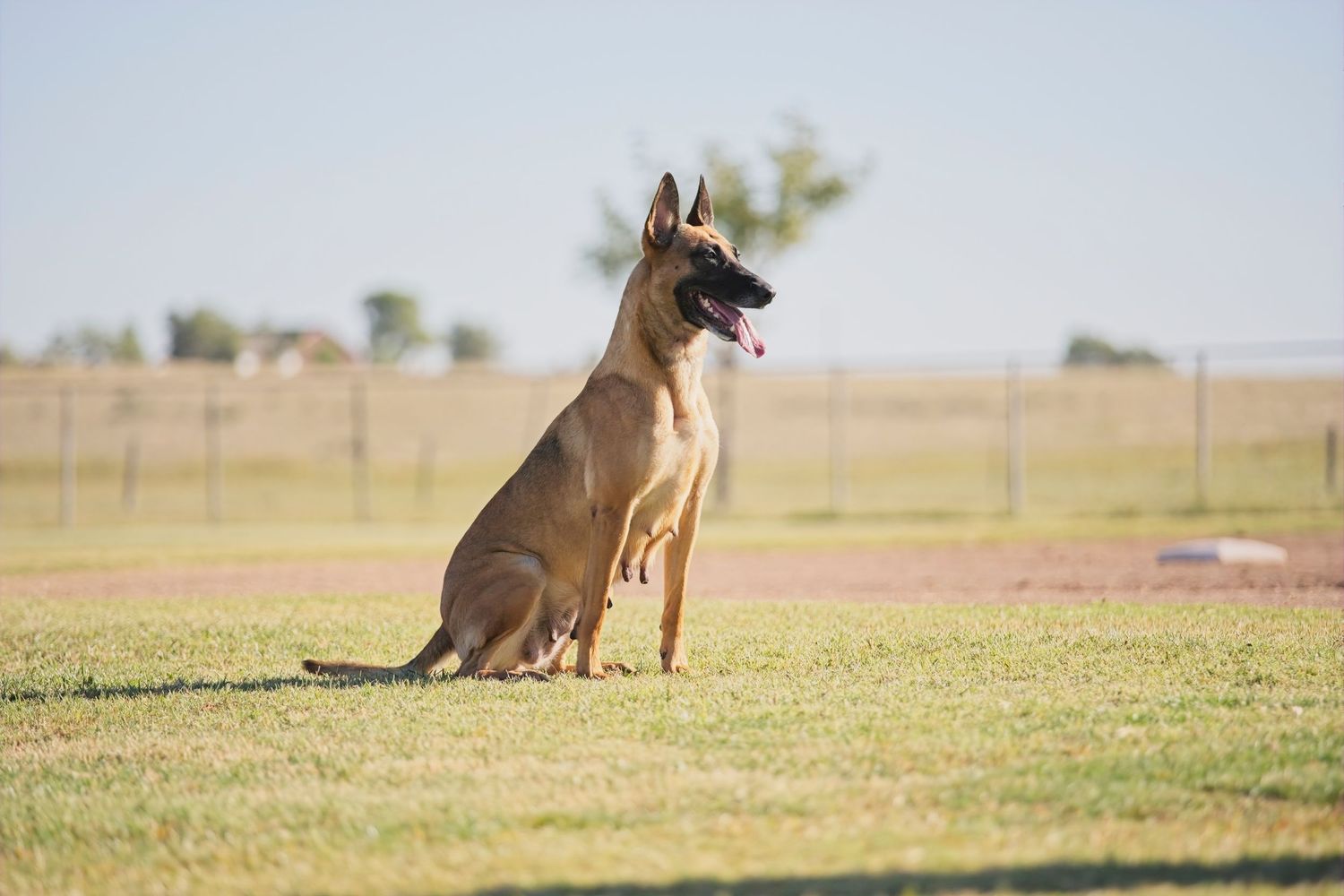 A Belgian Malinois dog runs and plays across a grassy field on a sunny day.