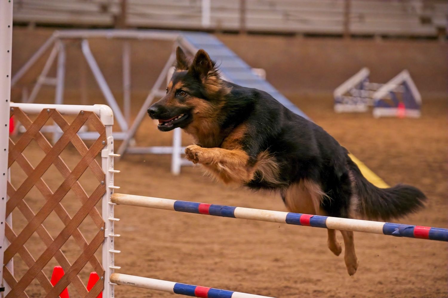 A German Shepherd dog leaping gracefully over an agility course jump bar in an outdoor arena.