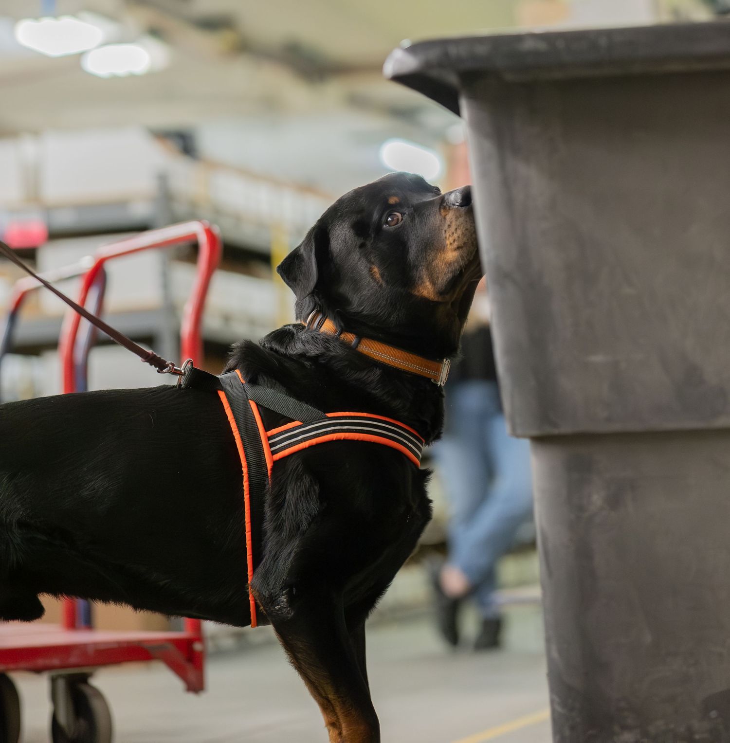 A Rottweiler in an orange harness on a leash sniffs a large gray bin inside a warehouse.