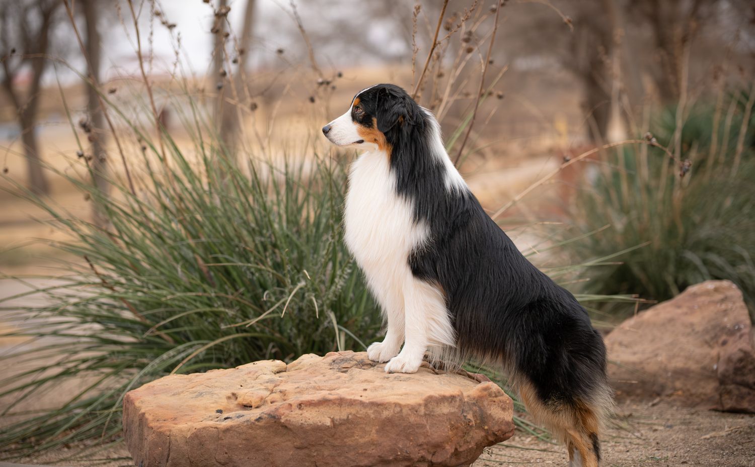 A tricolor Australian Shepherd dog sits attentively on a large rock surrounded by ornamental grasses in a park.