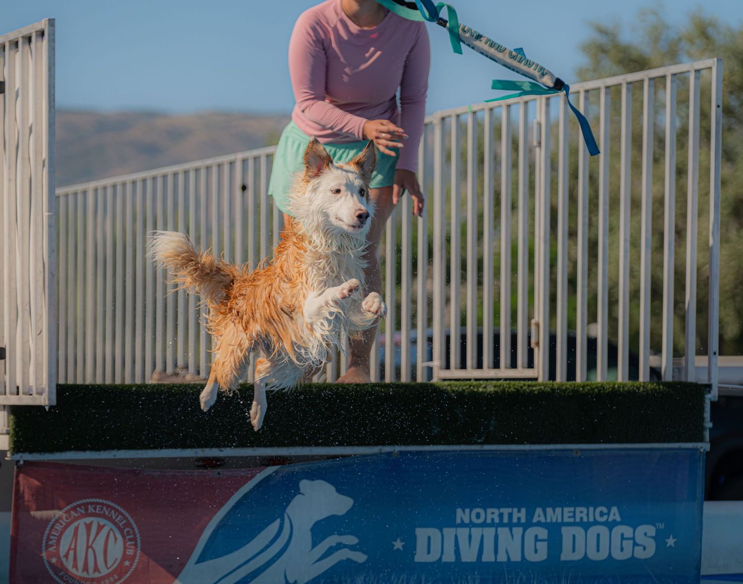 A fluffy dog leaps off a dock at a North America Diving Dogs AKC competition while a handler guides it.