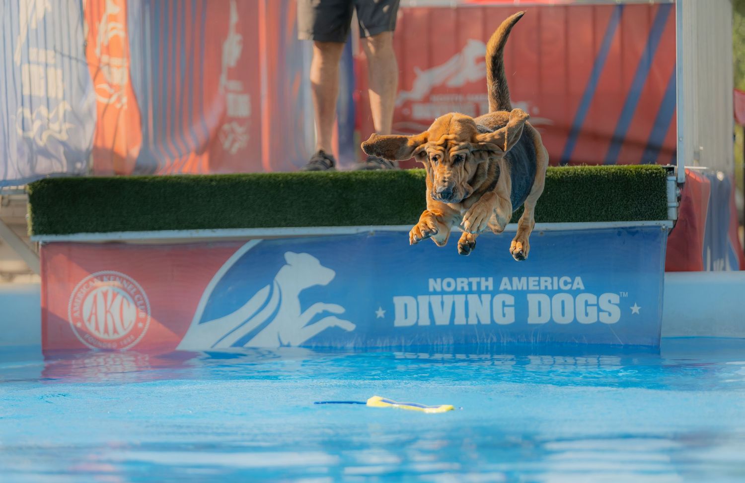 A dog leaps off a diving platform into a pool at a North America Diving Dogs competition event.