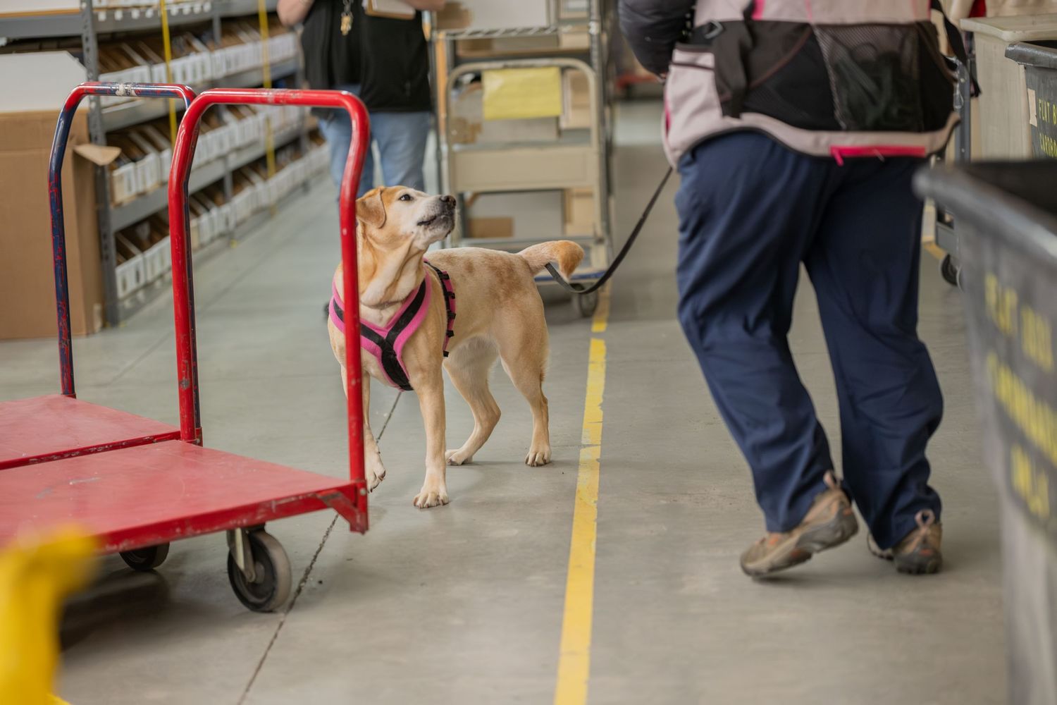 A leashed dog in a pink harness stands beside a red cart in a warehouse while a worker walks nearby.