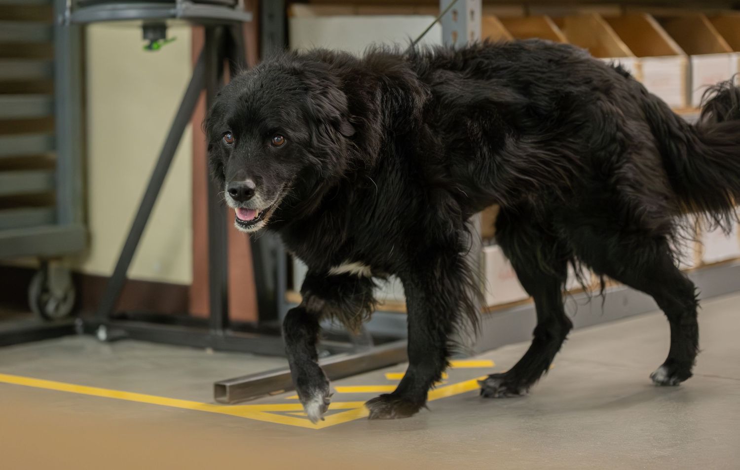 A large black fluffy dog walking across a yellow taped line on a warehouse floor.