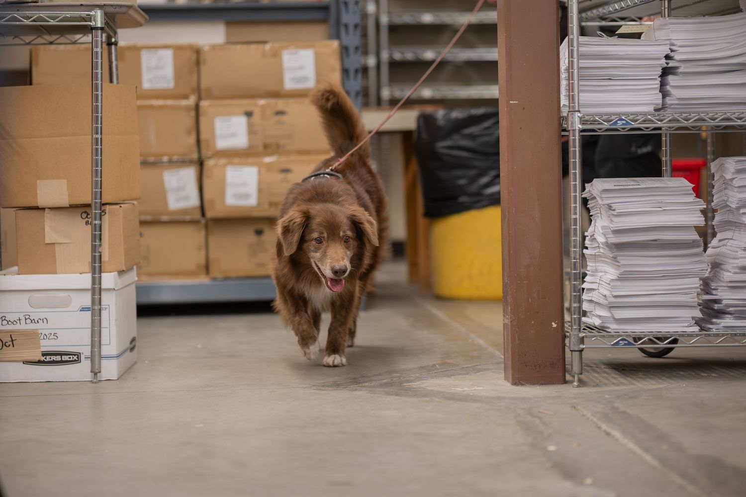 A brown dog walks through a warehouse storage area with shelves of boxes and stacked papers.