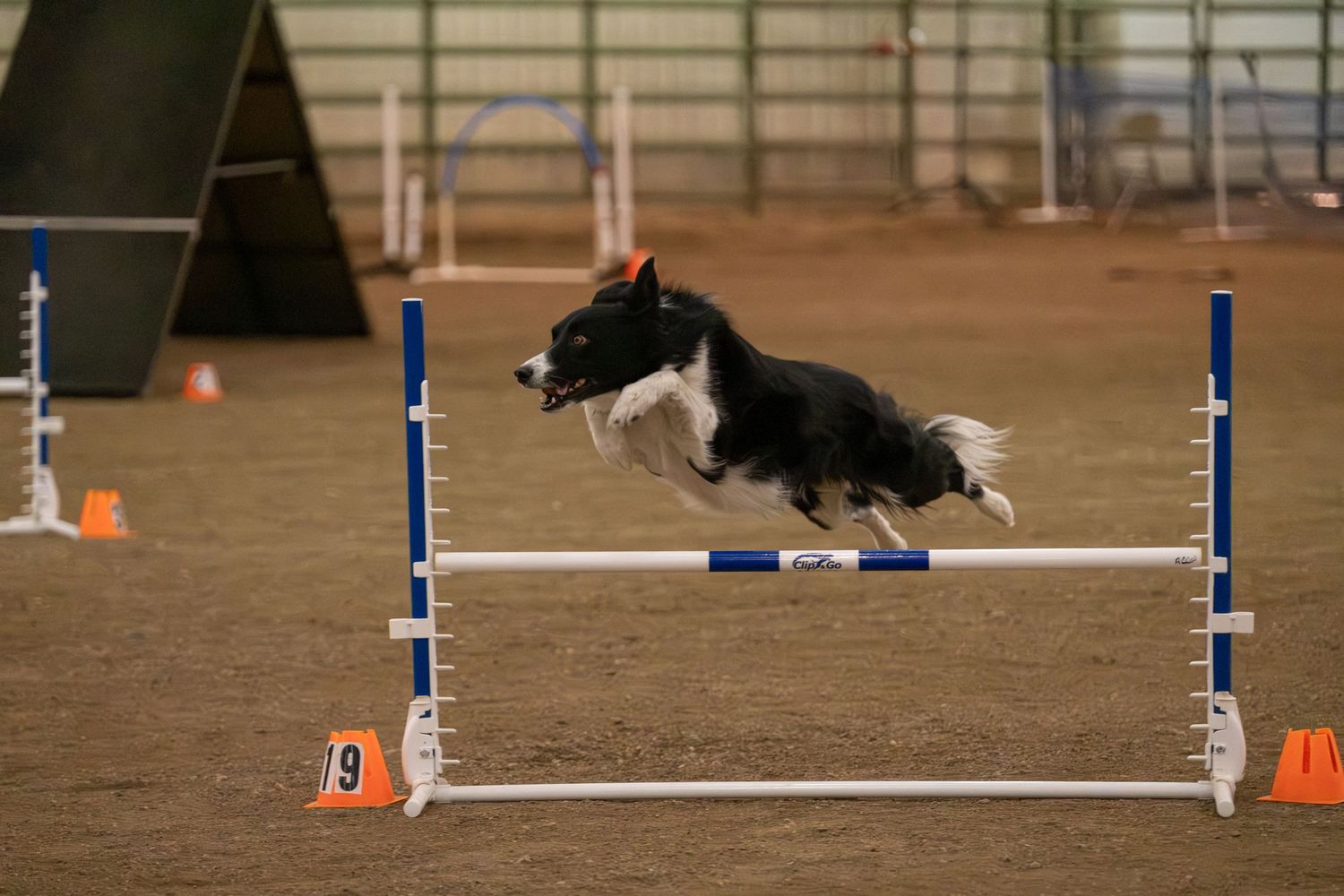 Border collie leaping over agility jump hurdle during indoor dog agility competition training.