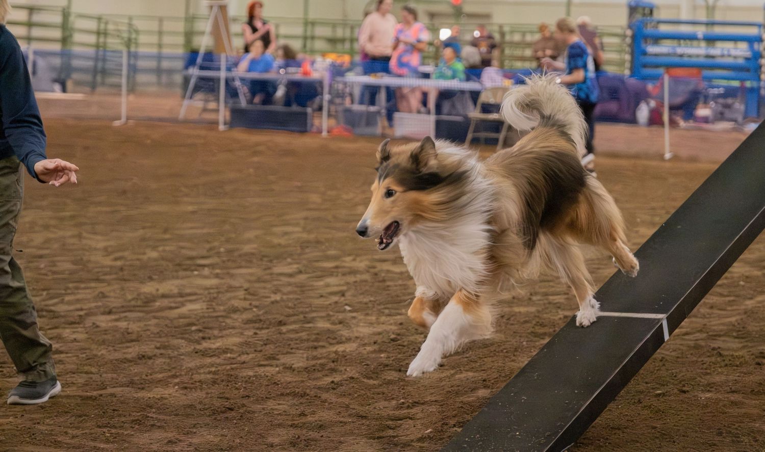 A Rough Collie dog leaps over an agility ramp during an indoor dog agility competition on a dirt arena floor.