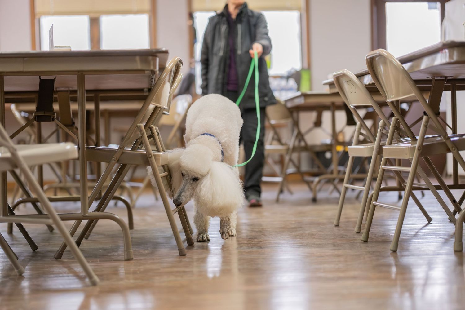 A white poodle on a green leash sniffs between folding chairs in an indoor hall while its owner stands nearby.