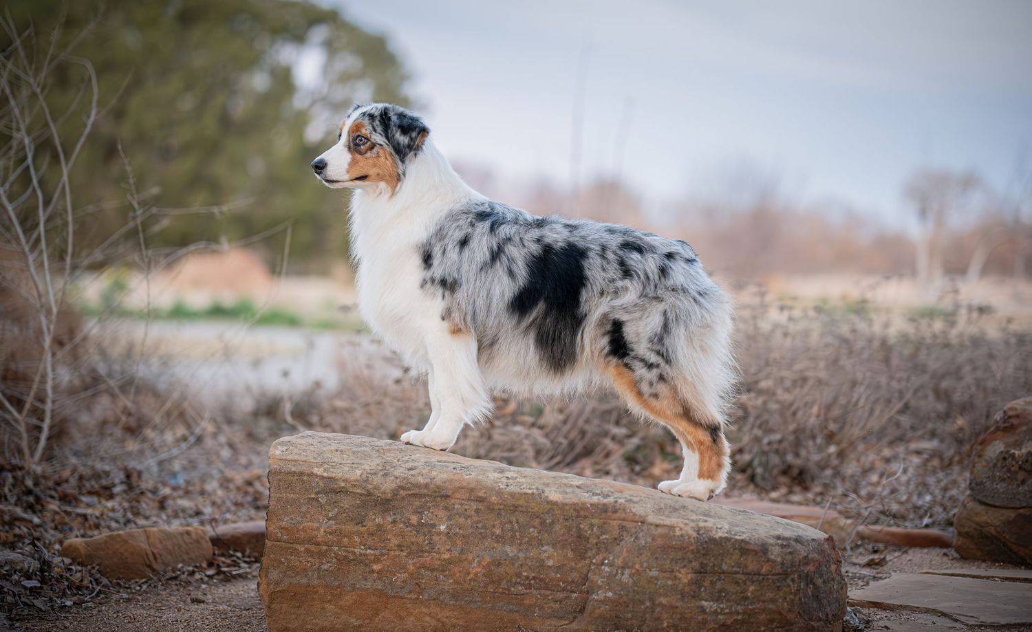 A blue merle Australian Shepherd dog stands proudly on a large flat rock in a natural outdoor setting.