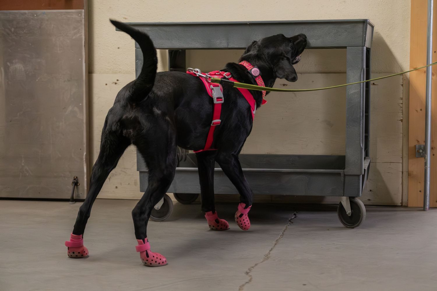 Black dog wearing pink booties and a pink harness on a leash standing indoors on a concrete floor.