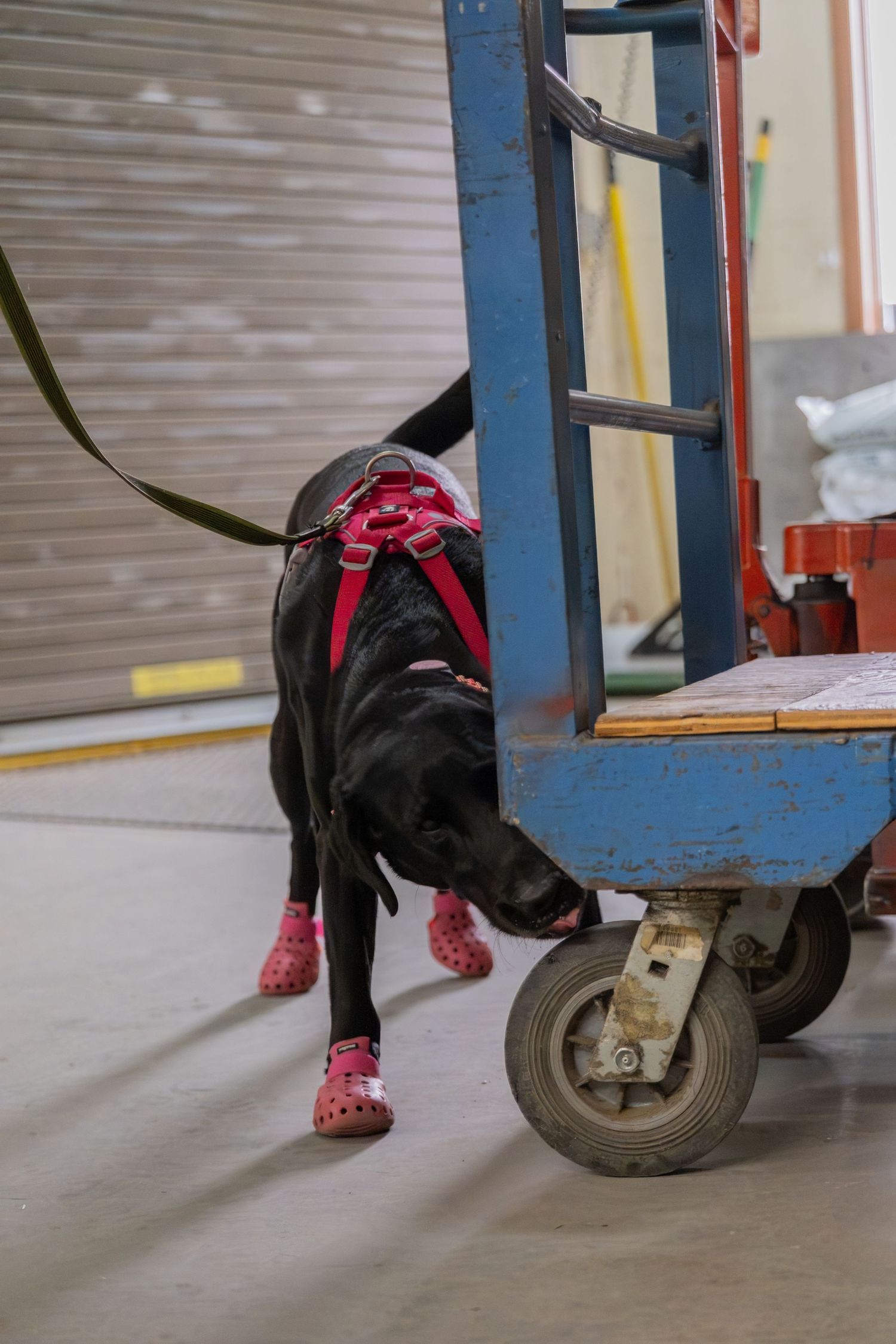 Black dog wearing pink harness and booties sniffing a blue industrial cart on a leash indoors.