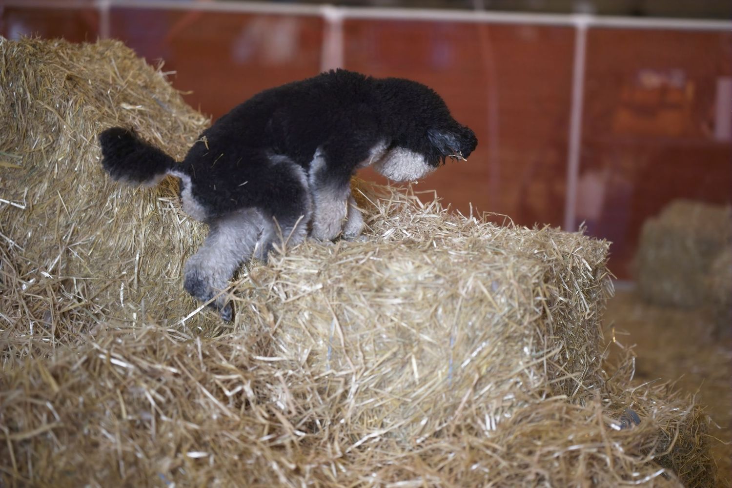 Seven sequential photos show a cat stretching and rolling around playfully in fresh straw bedding.