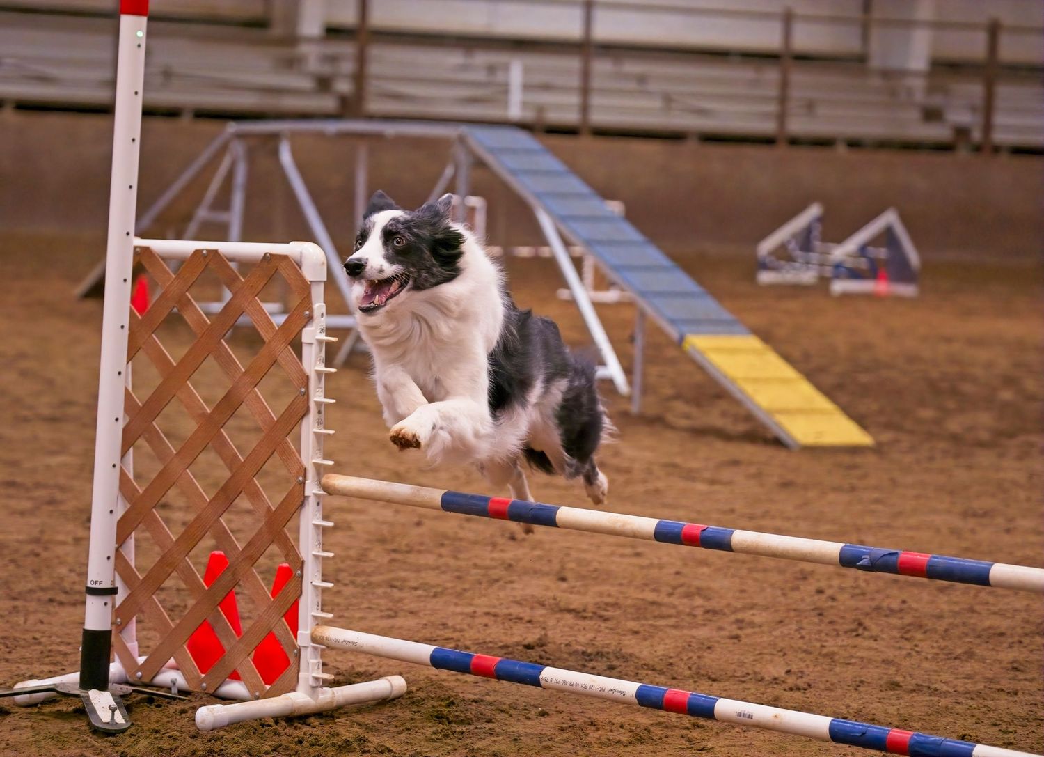 Border collie dog leaping over agility course jump bar in indoor arena with equipment visible in background.