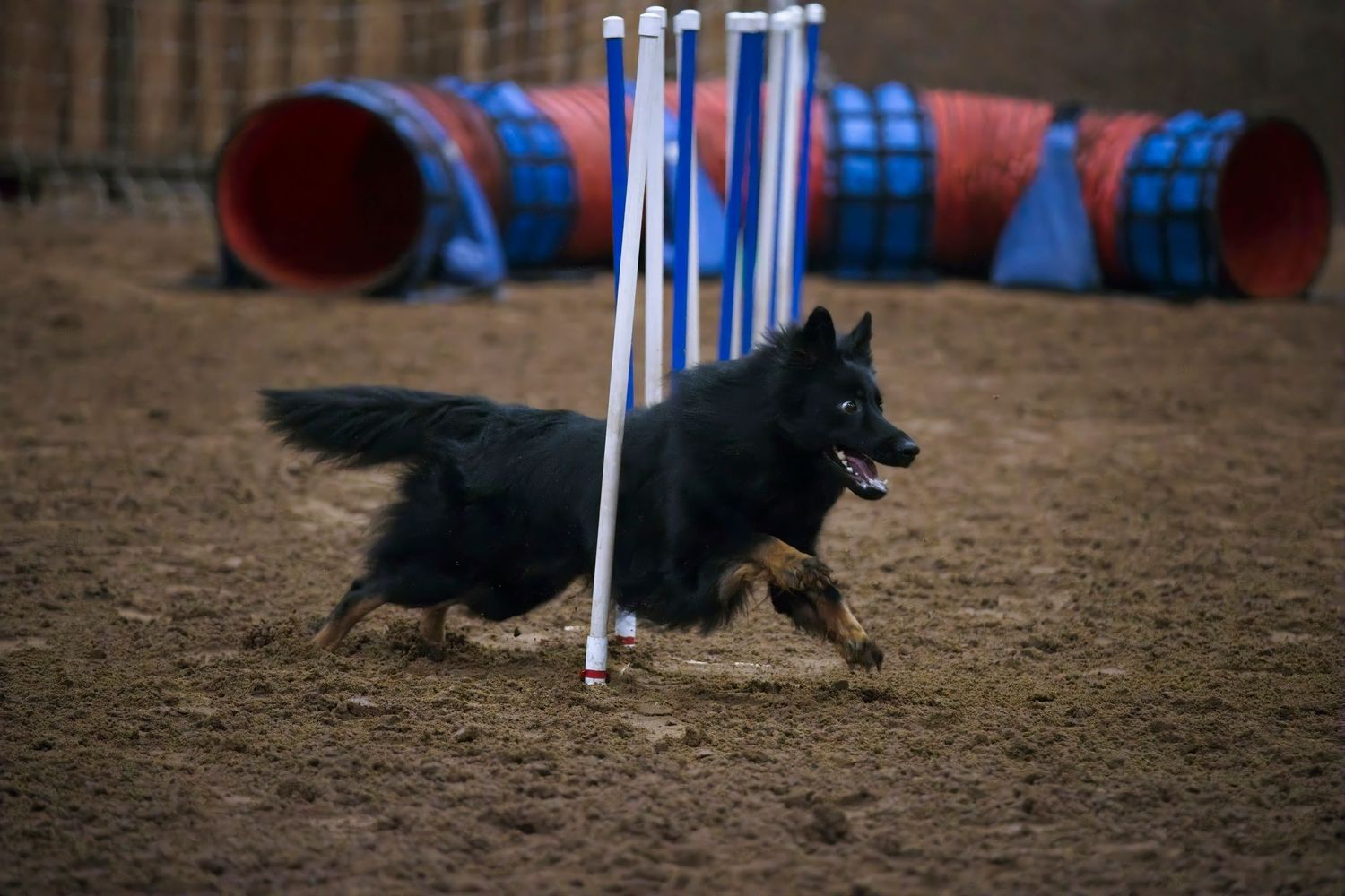 A black dog running through weave poles during an agility course competition.