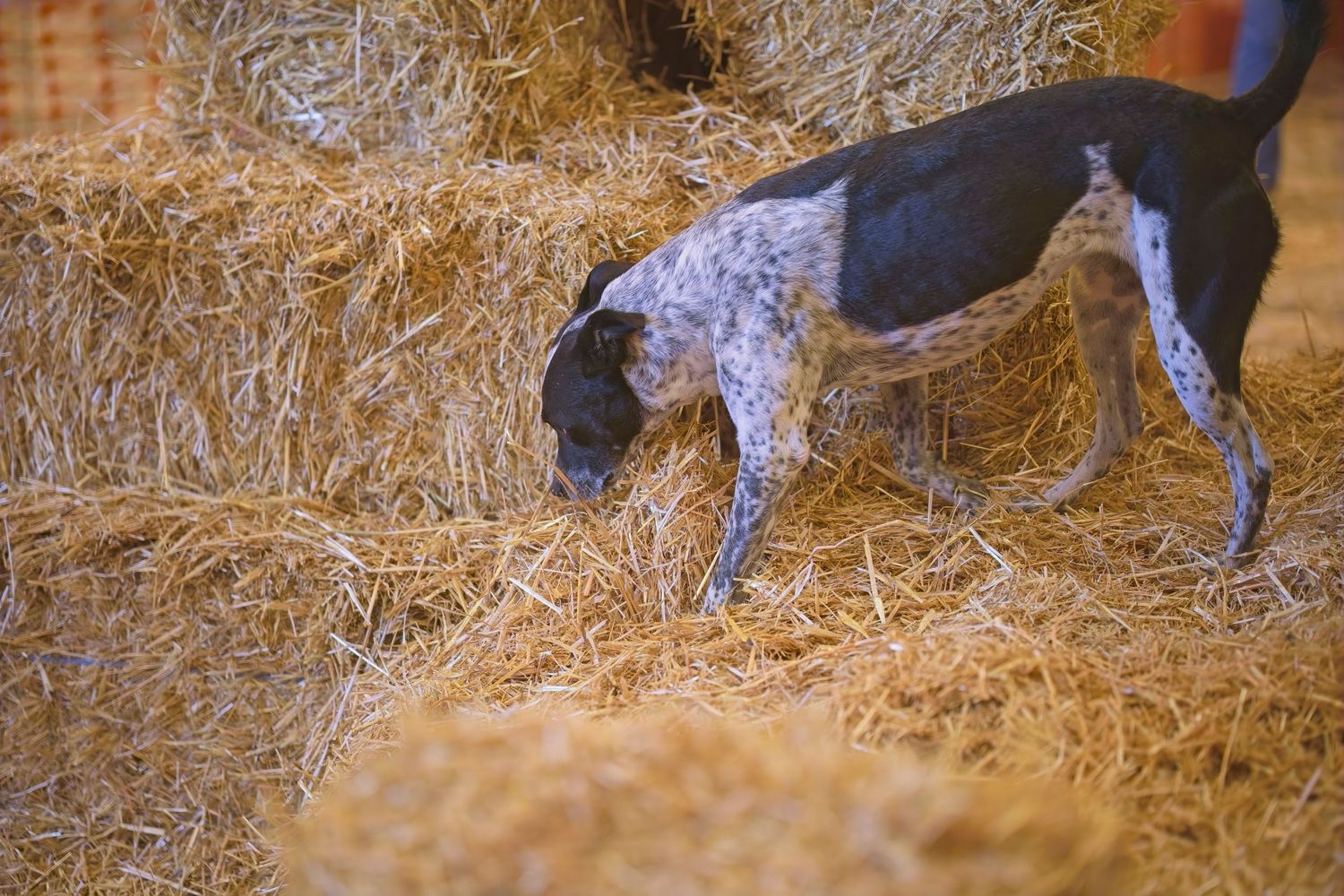 German shorthaired pointer dog sniffing through golden hay in a barn setting.
