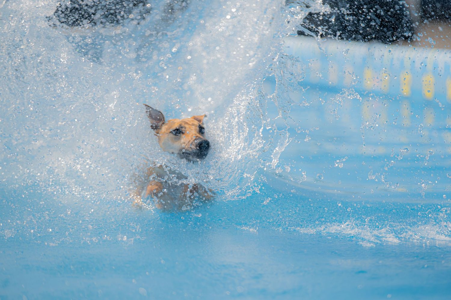 A brown dog splashing through a bright blue pool of water, enjoying a fun swim outdoors.