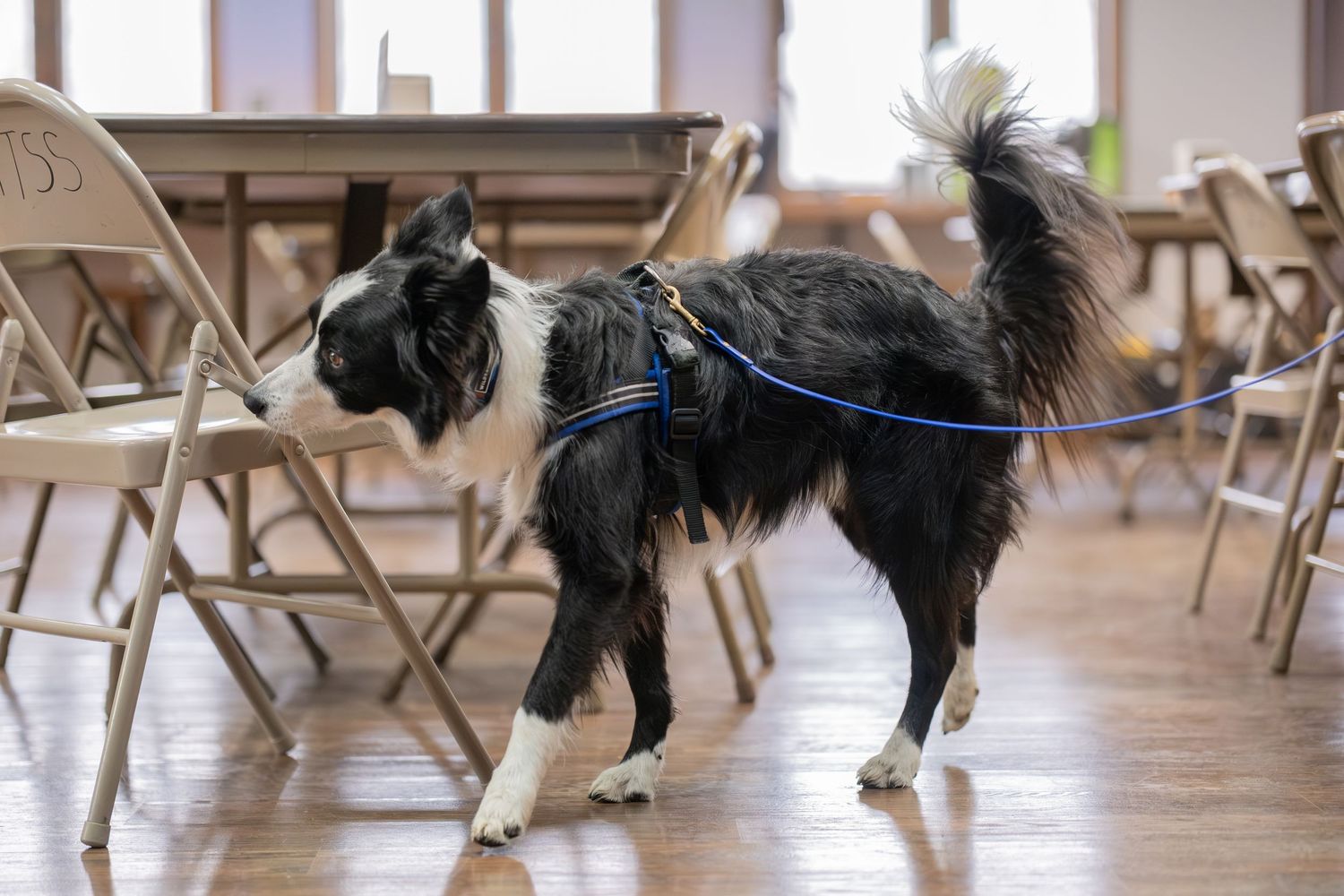 A black and white Border Collie on a blue leash stands on a wooden floor among folding chairs.