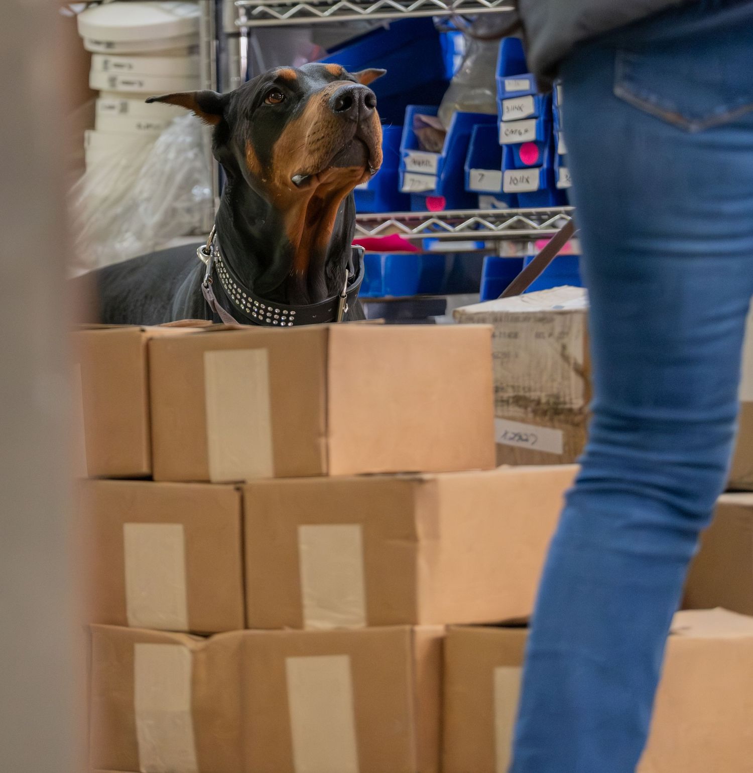 A Doberman Pinscher dog sits behind stacked cardboard boxes in a warehouse storage room.