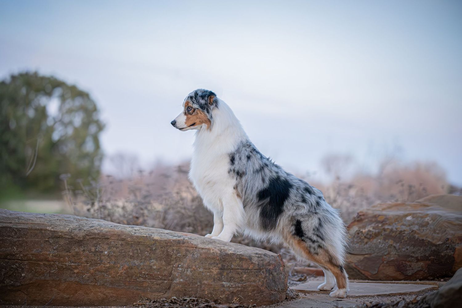 An Australian Shepherd dog sits alert on a rock outdoors, showcasing its merle coat against a soft, muted sky.