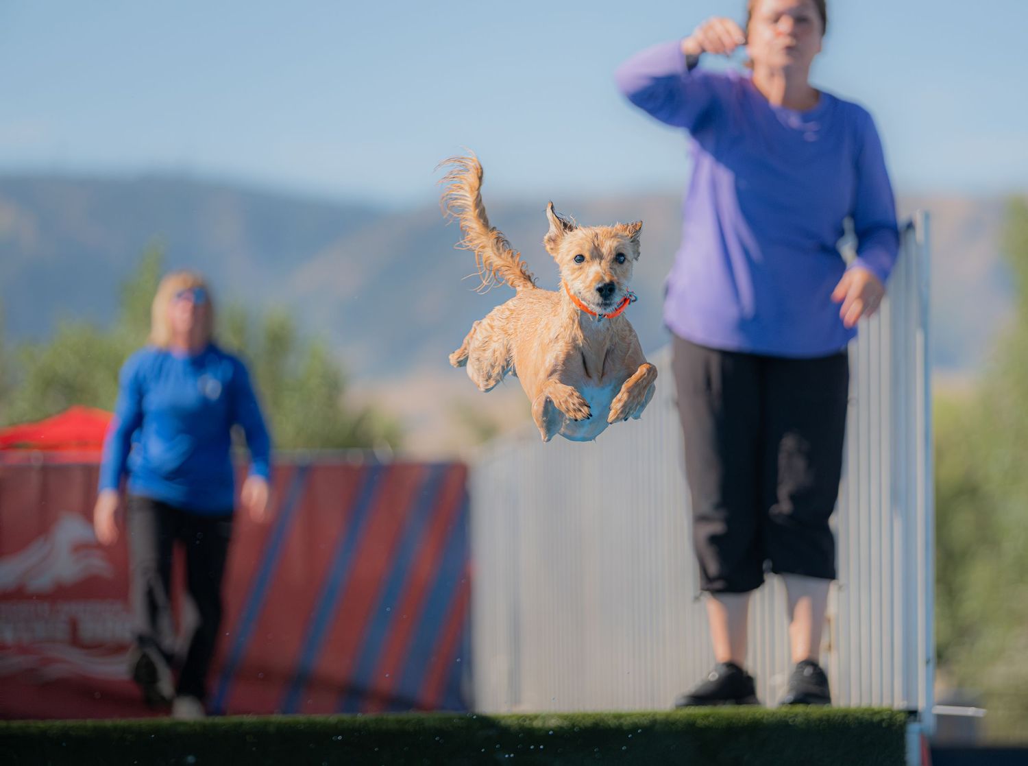 A golden dog leaps mid-air during a fetch competition as two women participate in an outdoor dog agility event.