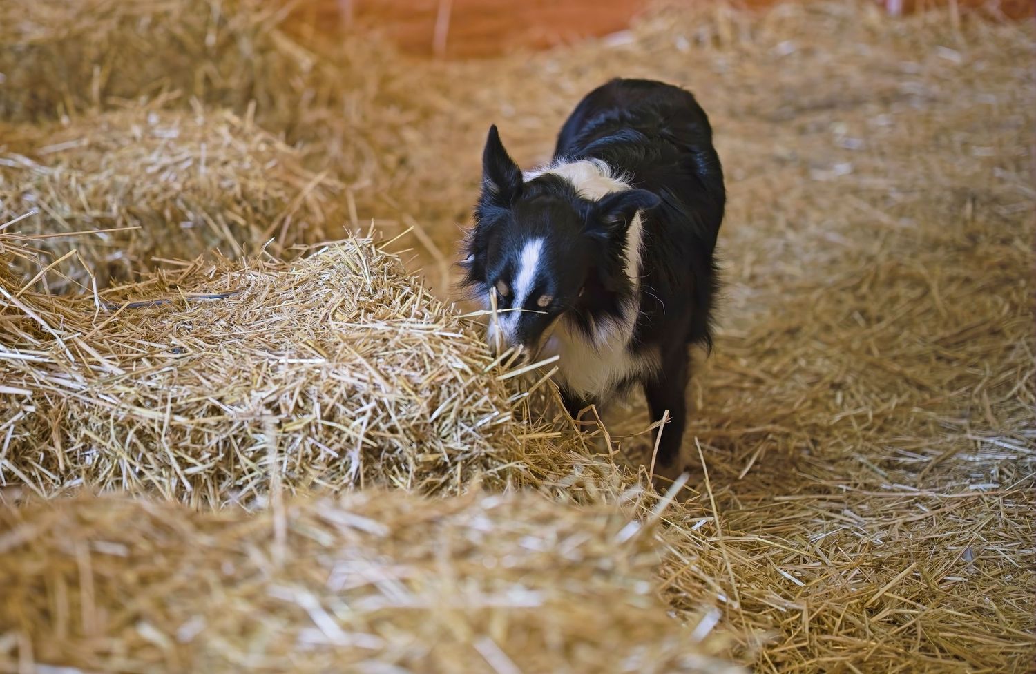 Small black and white dogs running and exploring through straw in an indoor farm setting.