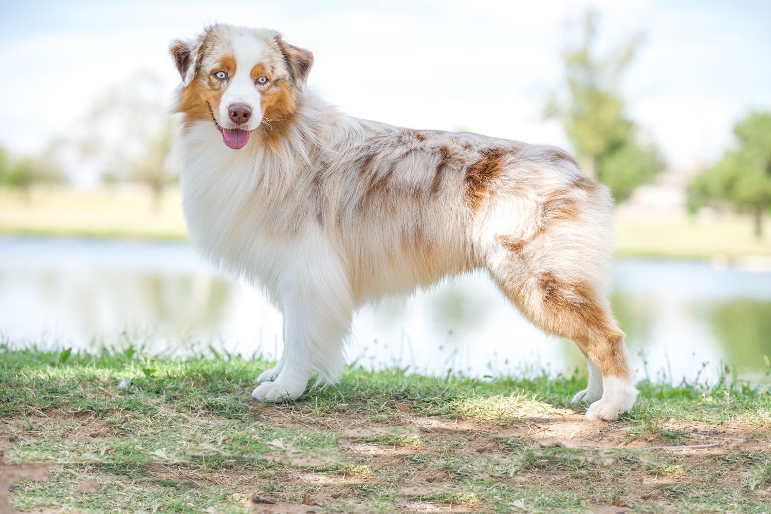 Australian shepherd dog with red and white fur runs gracefully through a grassy field on a sunny day.