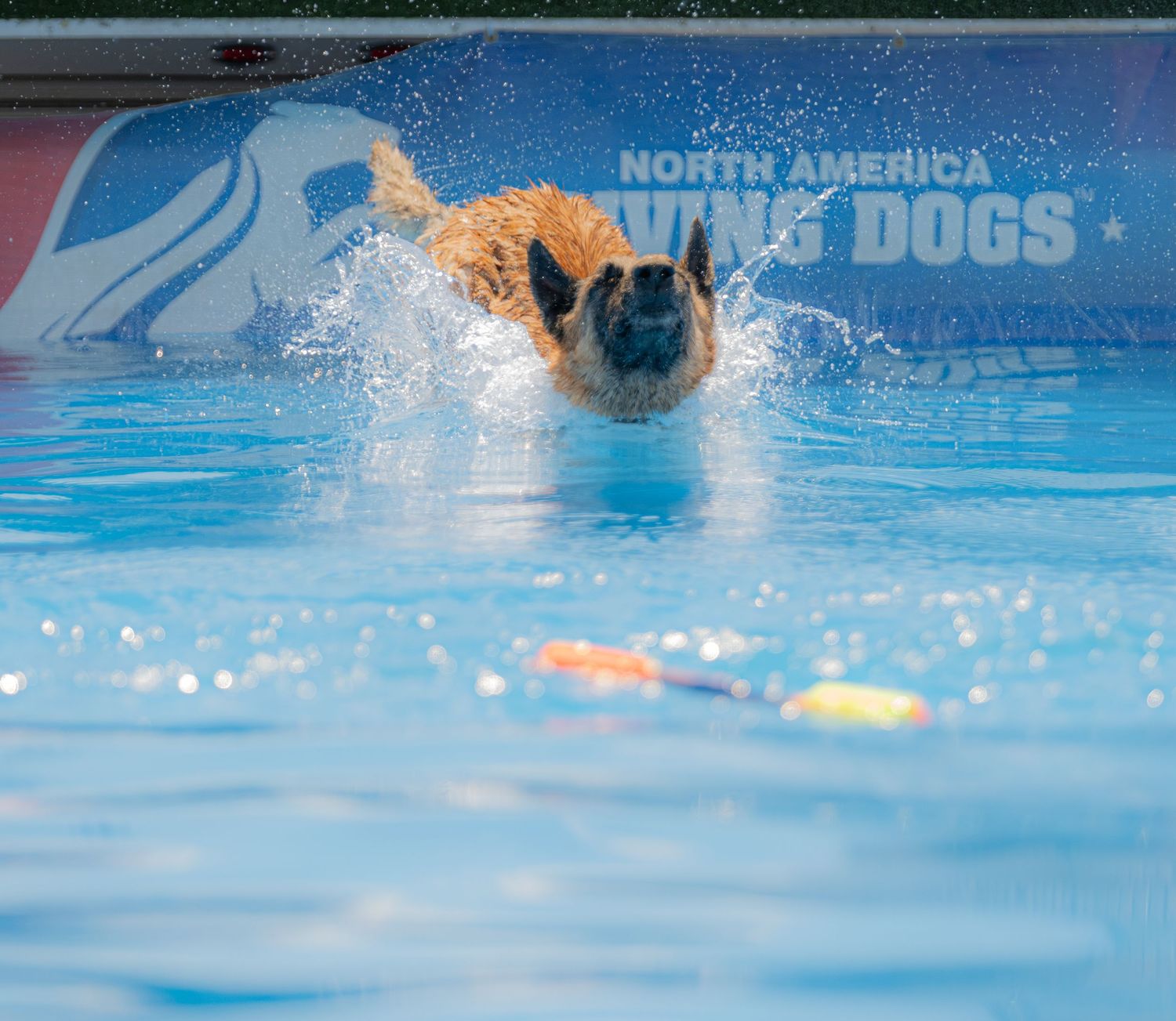 A golden dog leaps into a pool at a North America Diving Dogs competition, splashing water energetically.