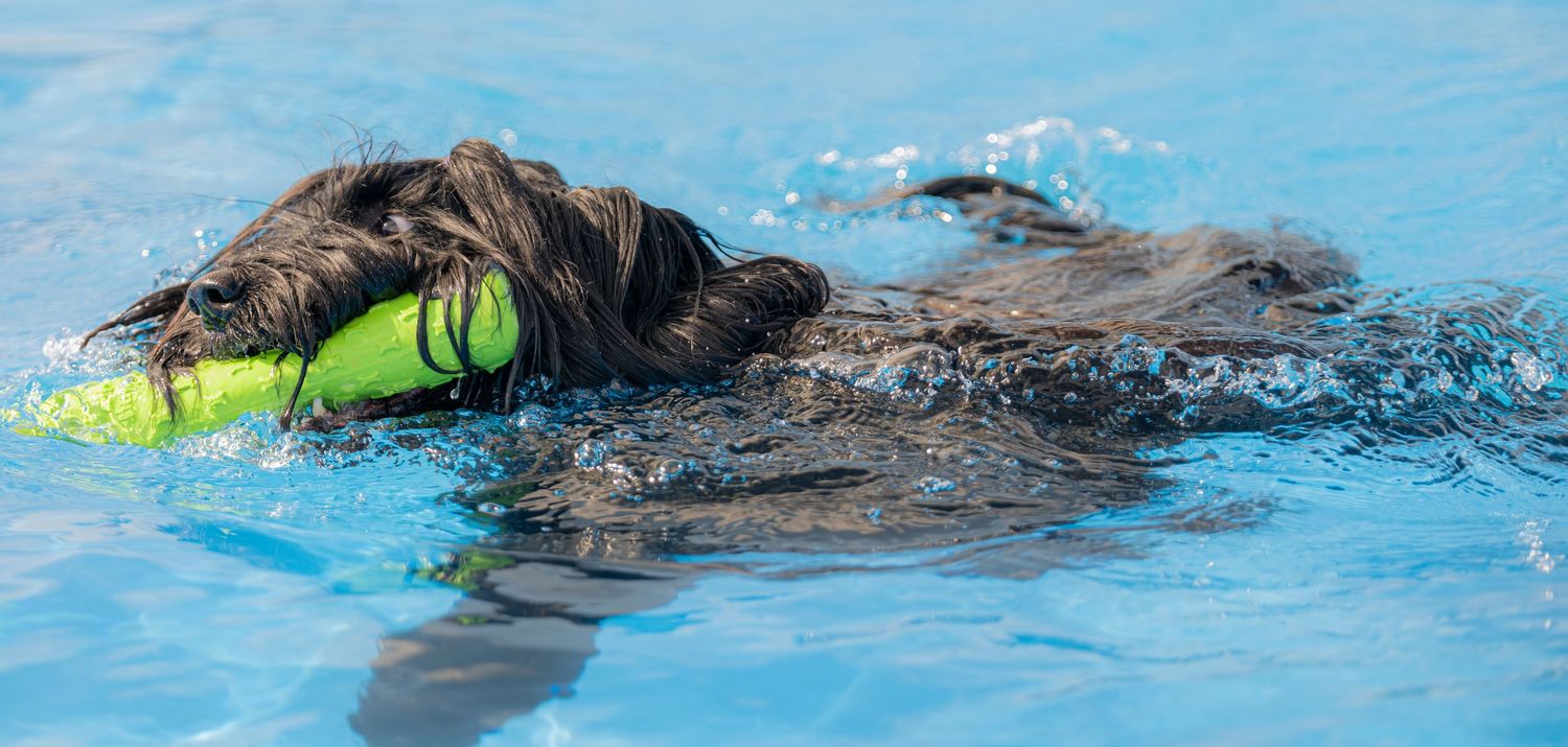 A dark-haired dog swimming in a blue pool while carrying a bright yellow-green toy in its mouth.