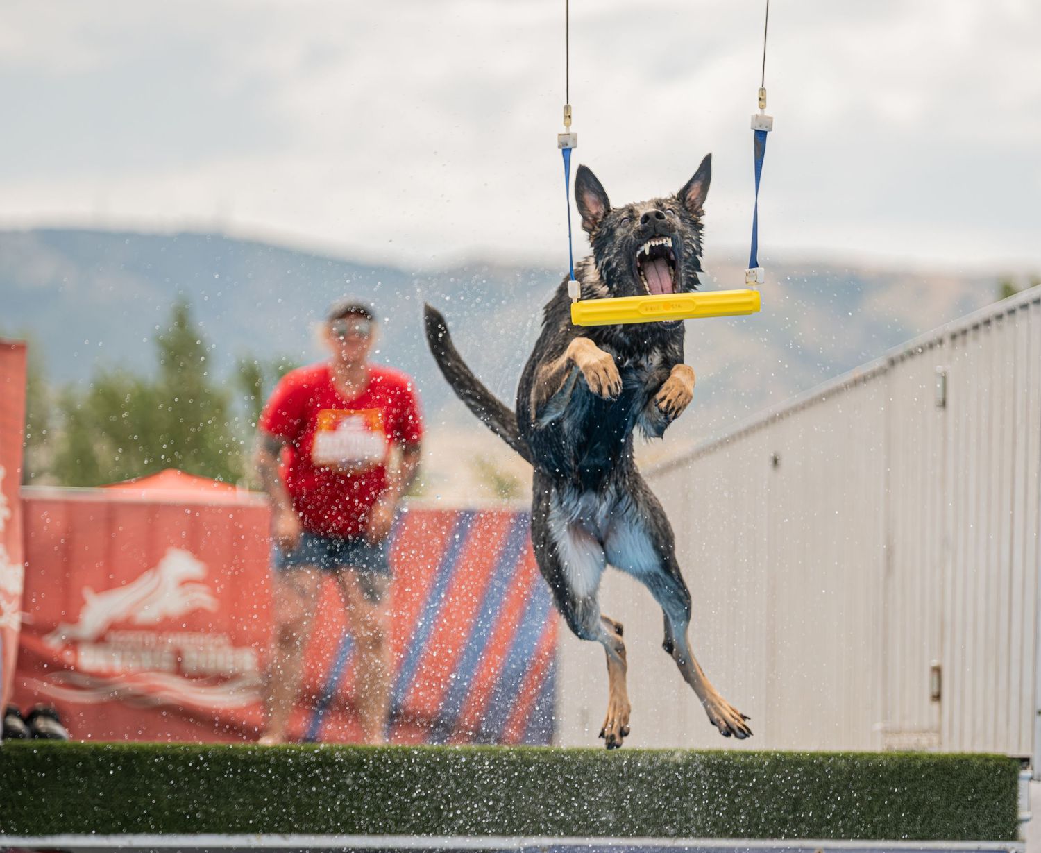 A German Shepherd dog leaps mid-air to catch a yellow toy during an outdoor dock diving competition.