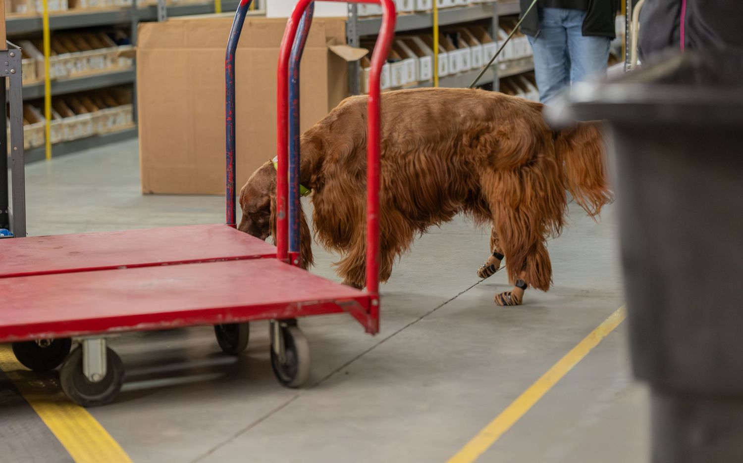A fluffy brown dog sniffing a red cart in a warehouse with boxes and shelving in the background.