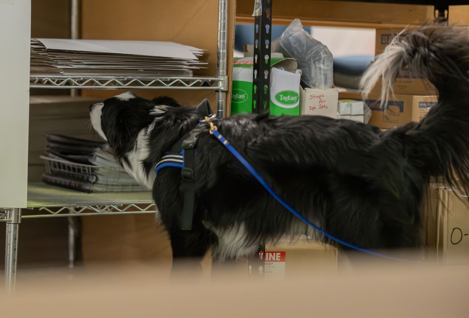 Black and white Border Collie on a blue leash sniffing shelves in a storage room.