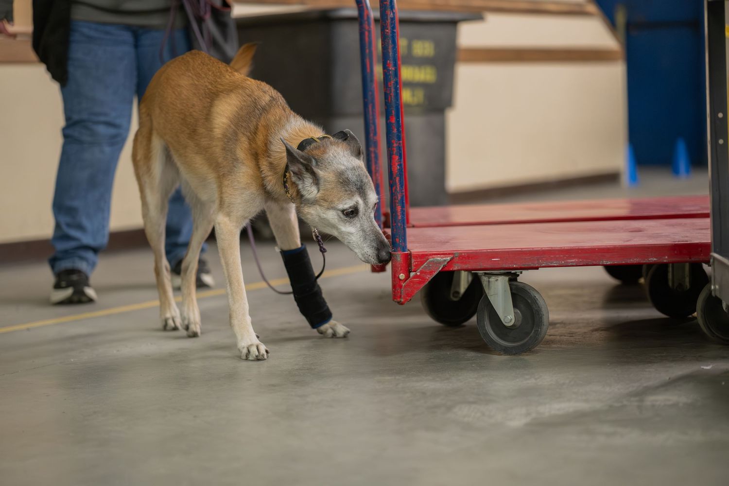A dog with a prosthetic leg sniffs a red cart in a warehouse facility.