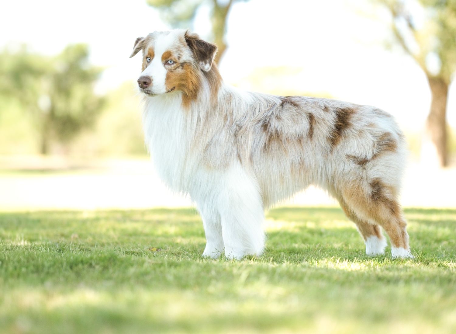 A Shetland Sheepdog runs playfully through green grass on a sunny day.