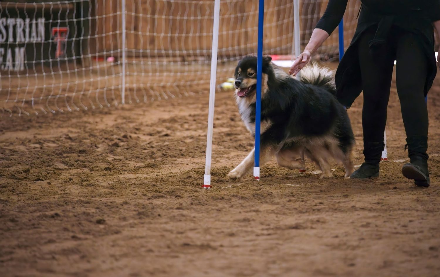 A dog runs through agility course weave poles during a competition on a dirt field.