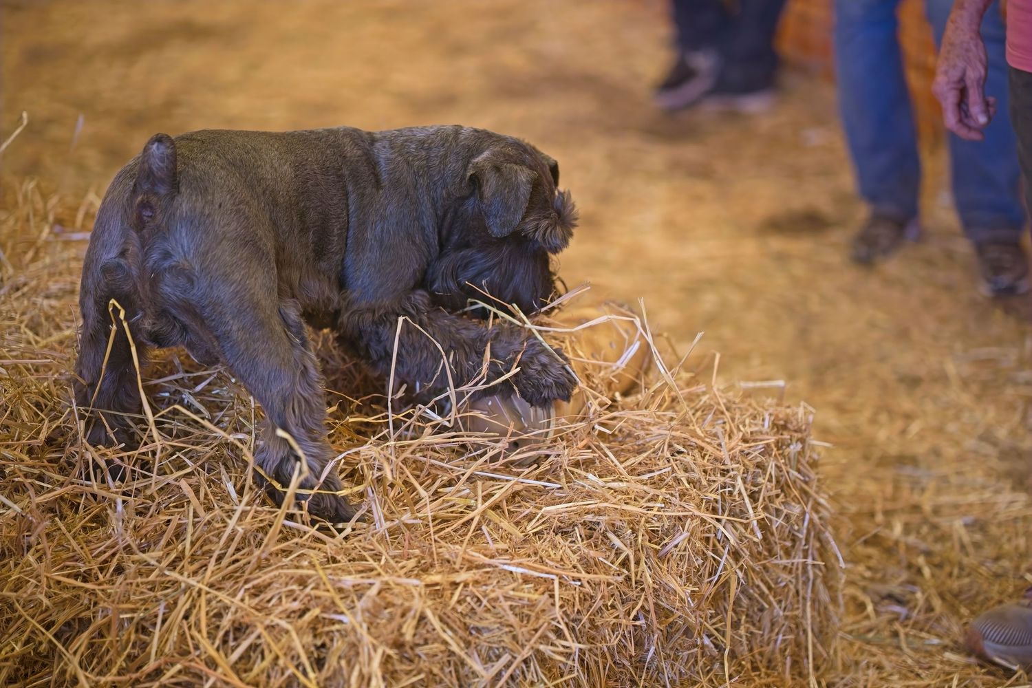 Dogs searching through scattered hay on a barn floor.