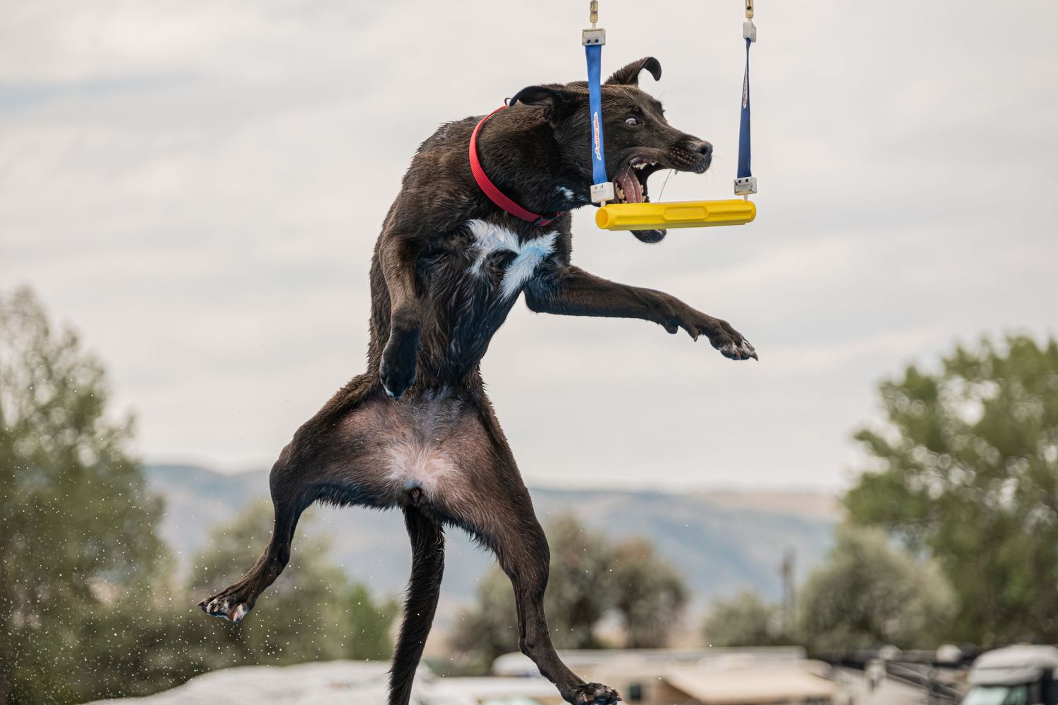 A black dog leaps energetically to grab a yellow ring toy suspended by blue straps against a cloudy sky.