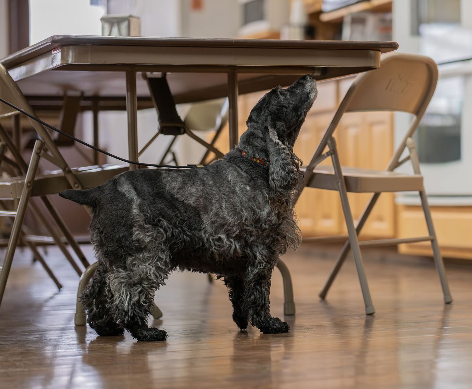 A black cocker spaniel dog standing under a wooden table, looking up curiously in a room with folding chairs.